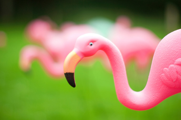 Plastic pink flamingo close up signifying a Flamingo Fundraiser Flocked Yard